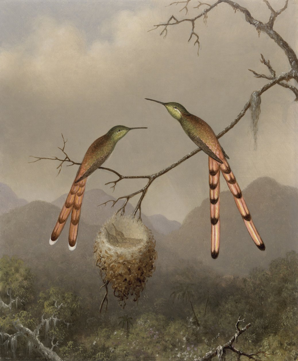 Due Colibrì con i Loro Piccoli da Martin Johnson Heade