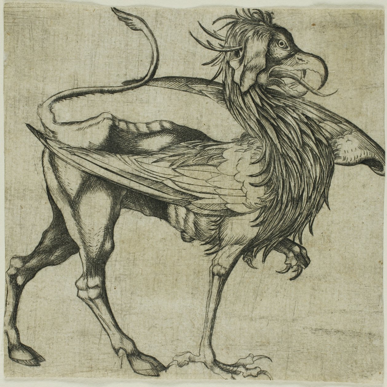 Il Grifone da Martin Schongauer