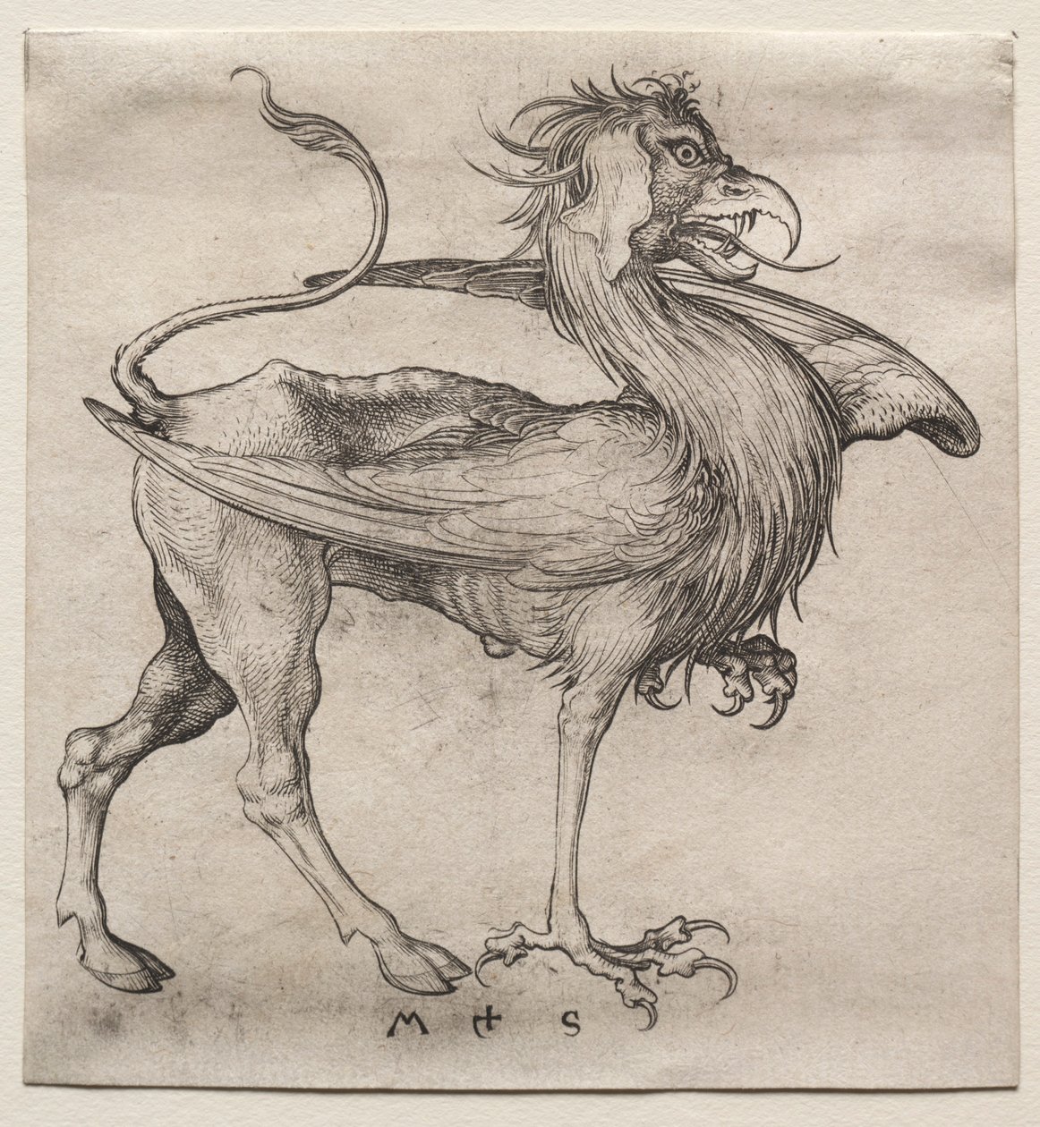 Il Grifone, 1400 da Martin Schongauer