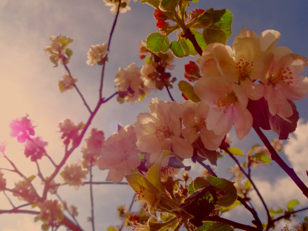 Fiori di albero 2 da Martina Konitzky
