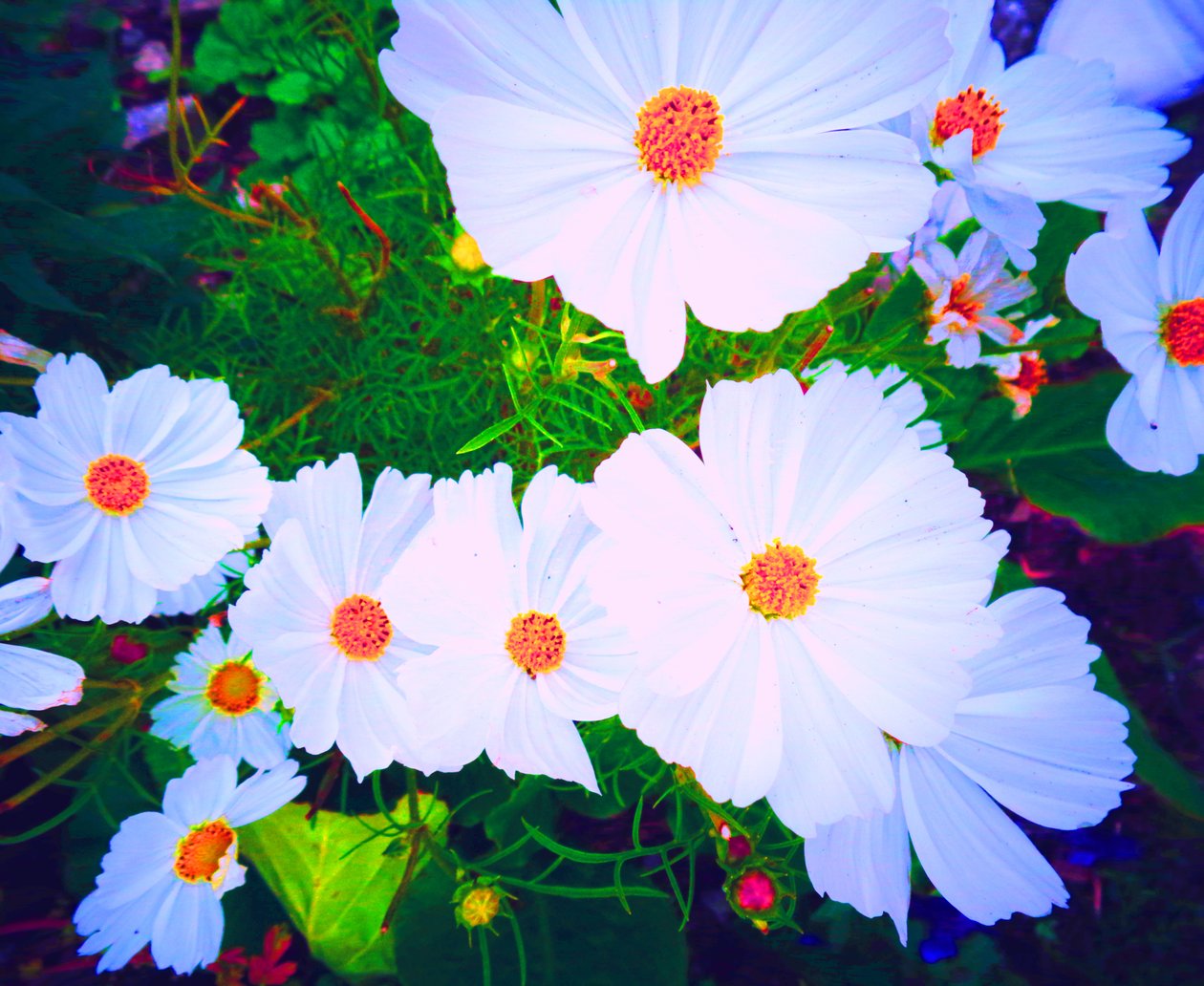 Fiori da Martina Konitzky