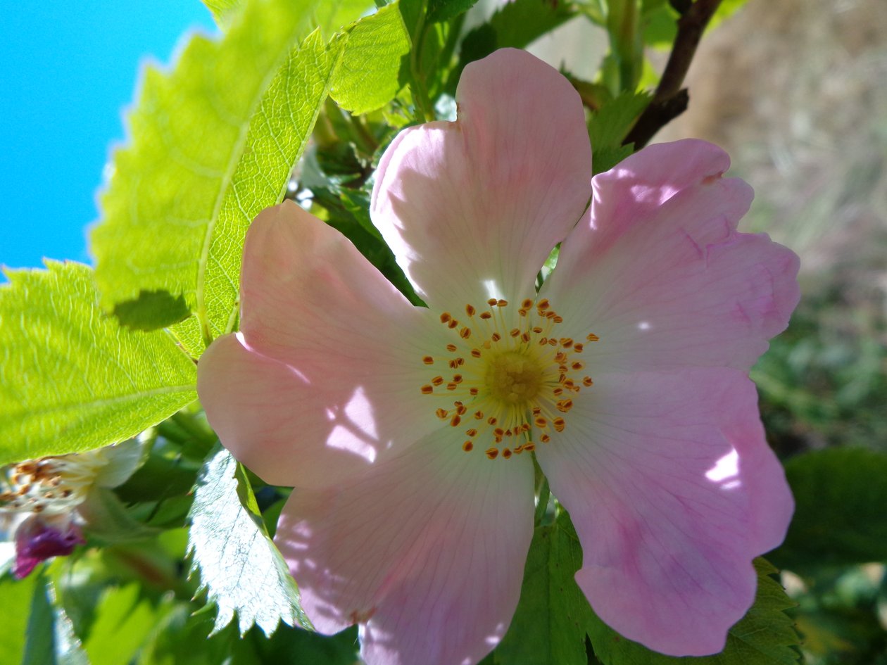 Rosa Canina da Martina Konitzky