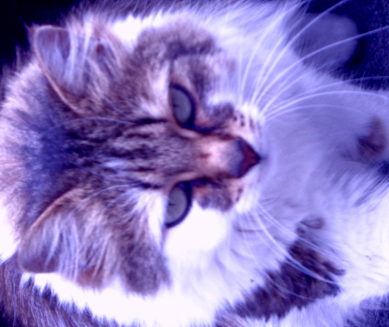 Gatto Lilla da Martina Konitzky