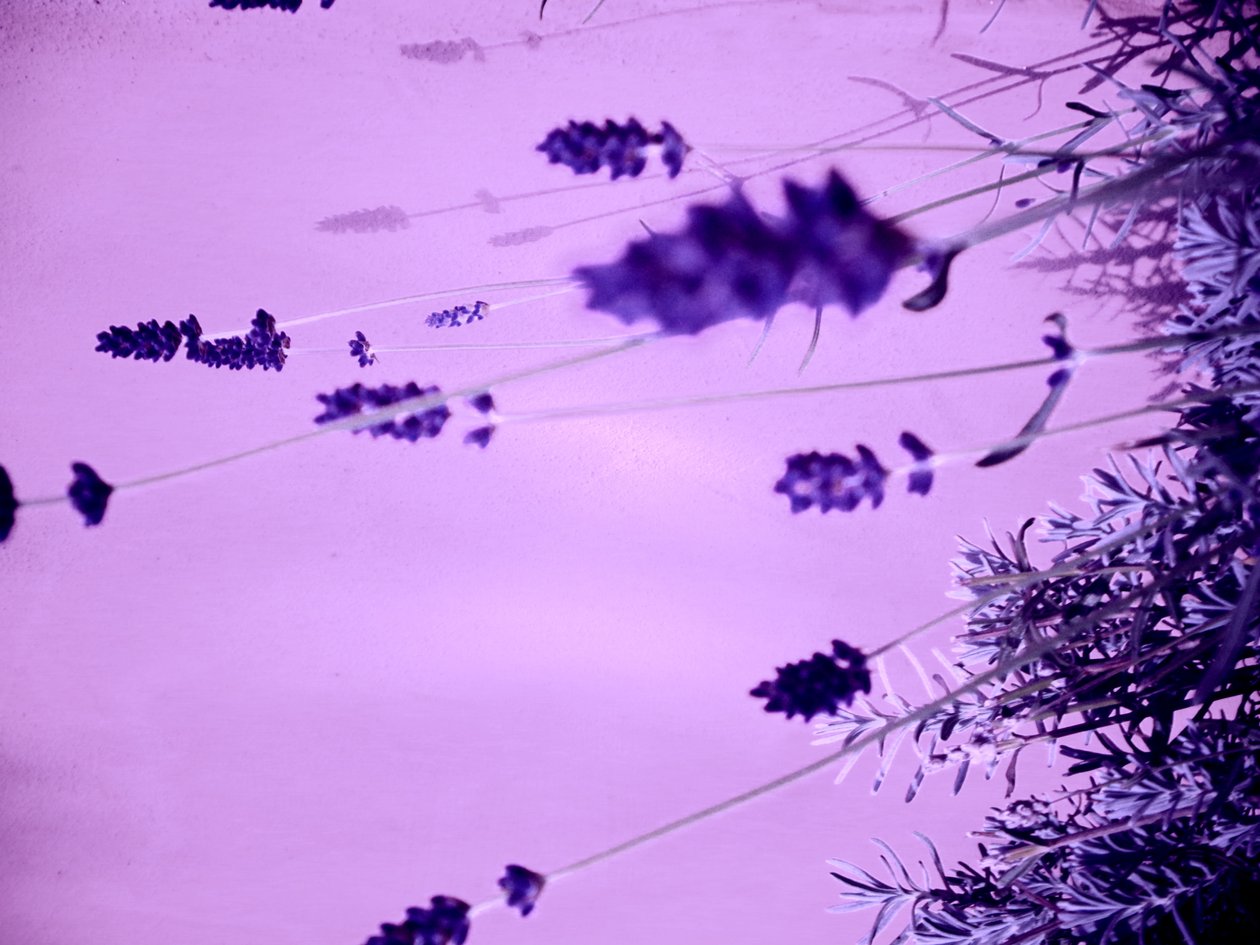 Lavanda da Martina Konitzky