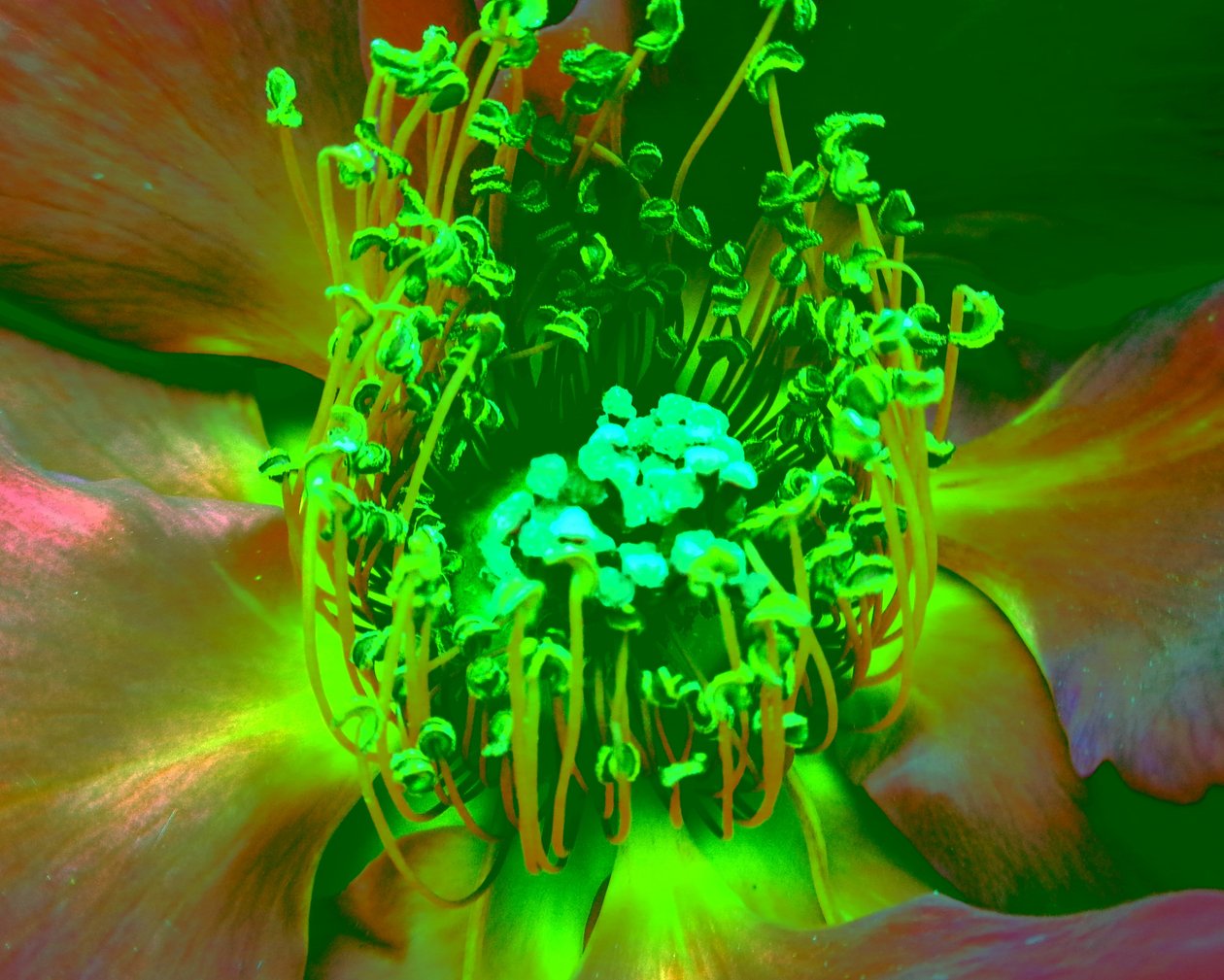 Rosa Verde da Martina Konitzky