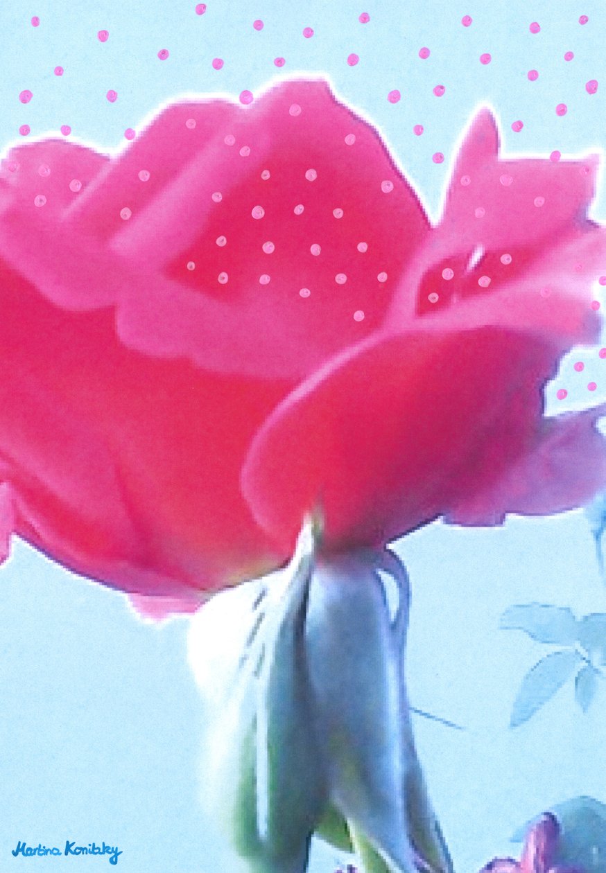 Rosa Rosa da Martina Konitzky