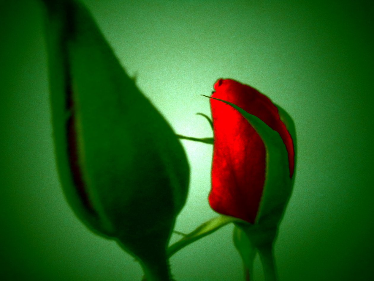 Rosso verde da Martina Konitzky