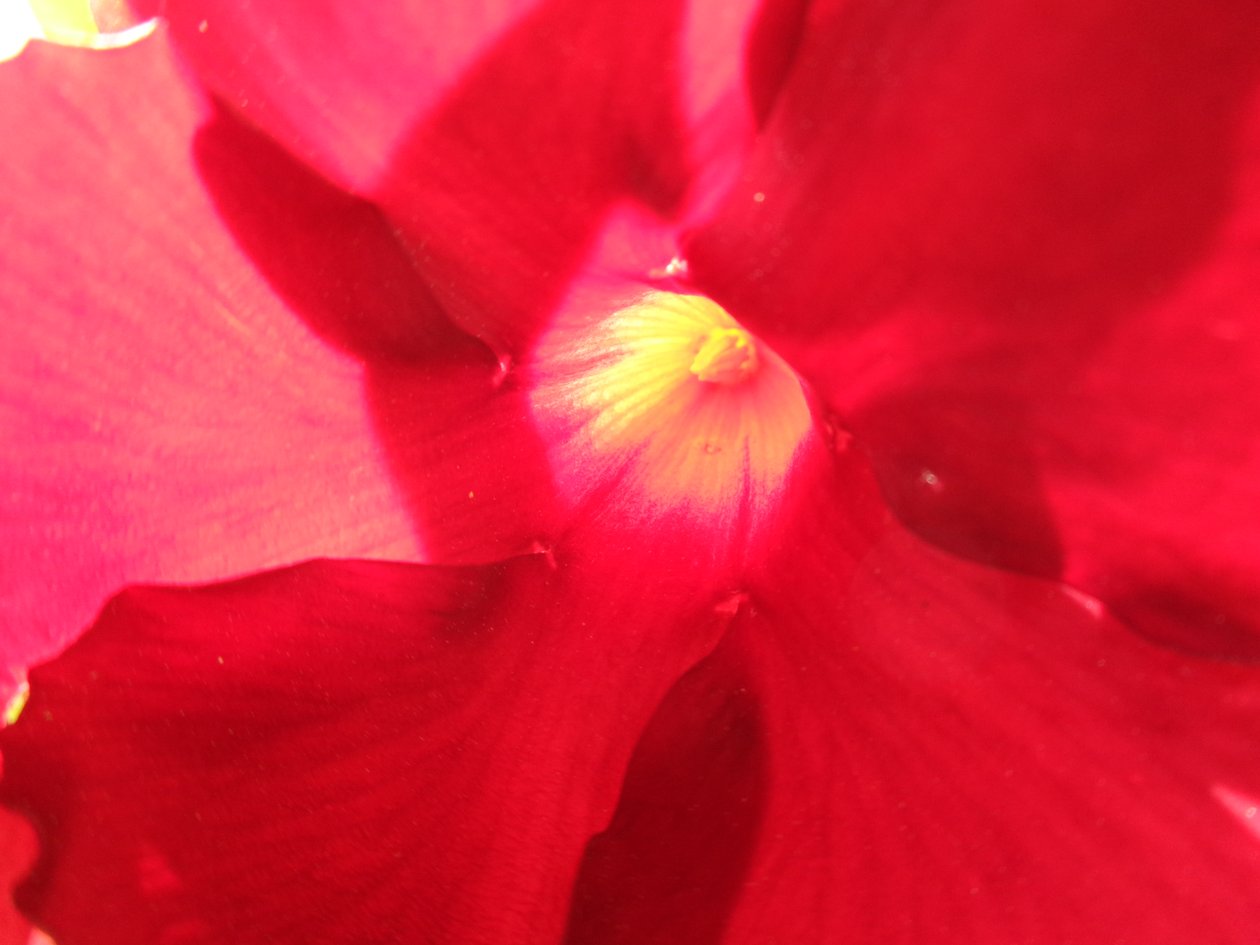 Fiore Rosso da Martina Konitzky