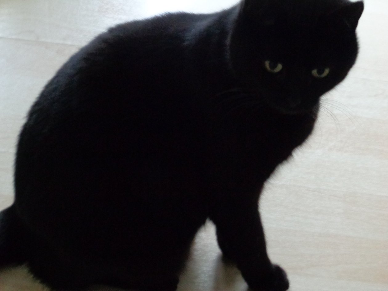 Gatto nero da Martina Konitzky