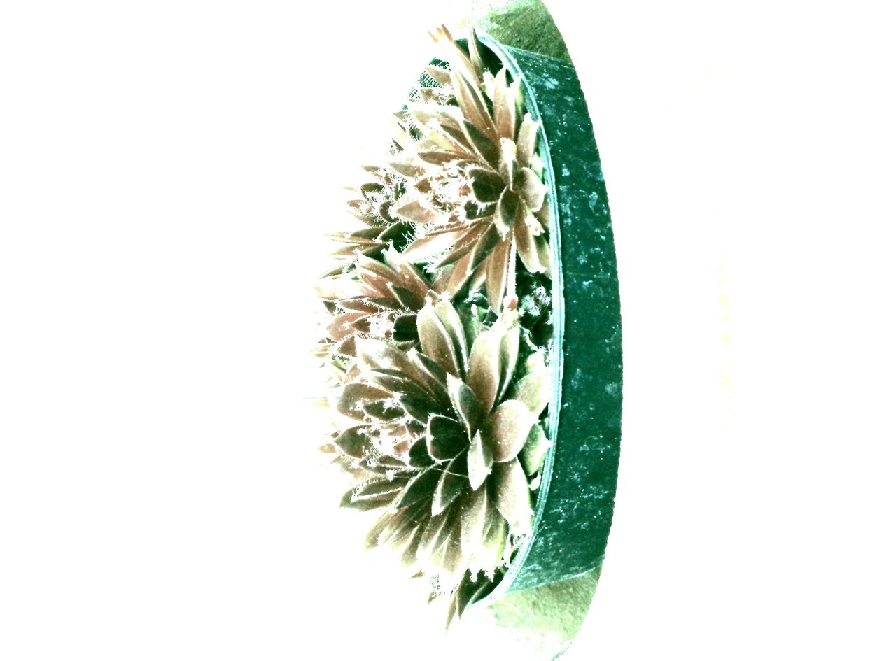Succulente da Martina Konitzky