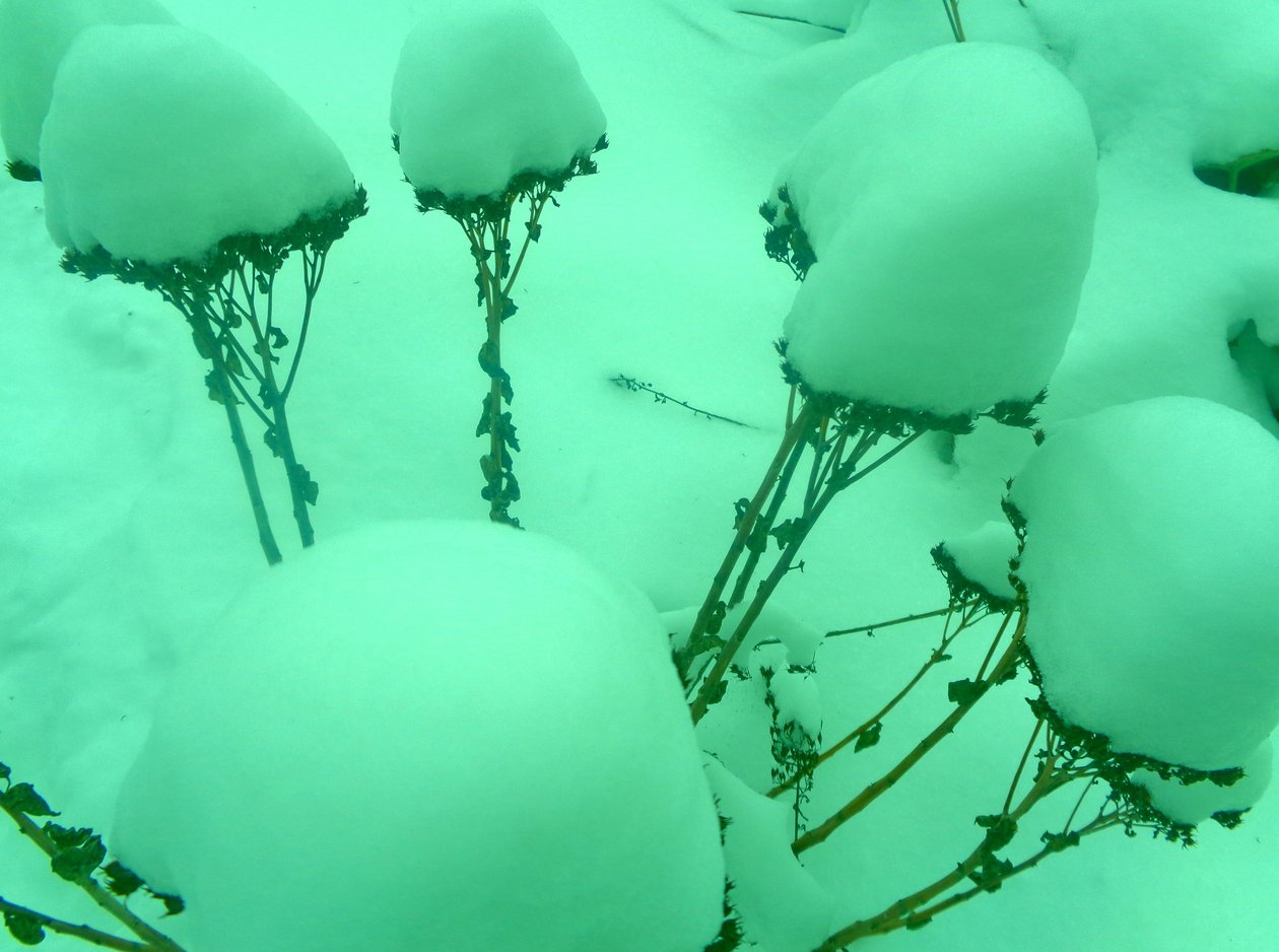 Menta invernale da Martina Konitzky