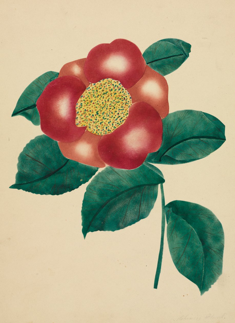 Fiore cinese da Mary Altha Nims
