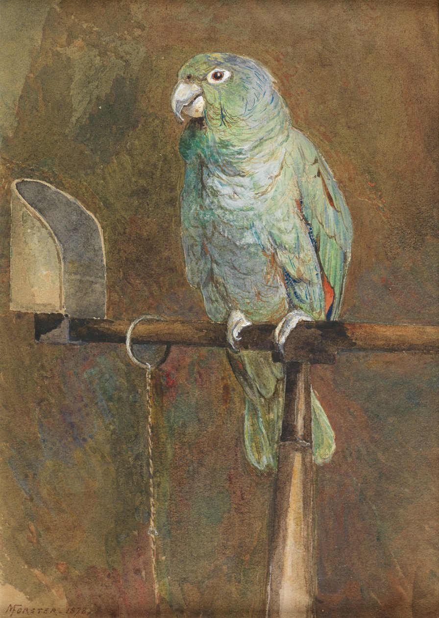 Polly il pappagallo da Mary Forster