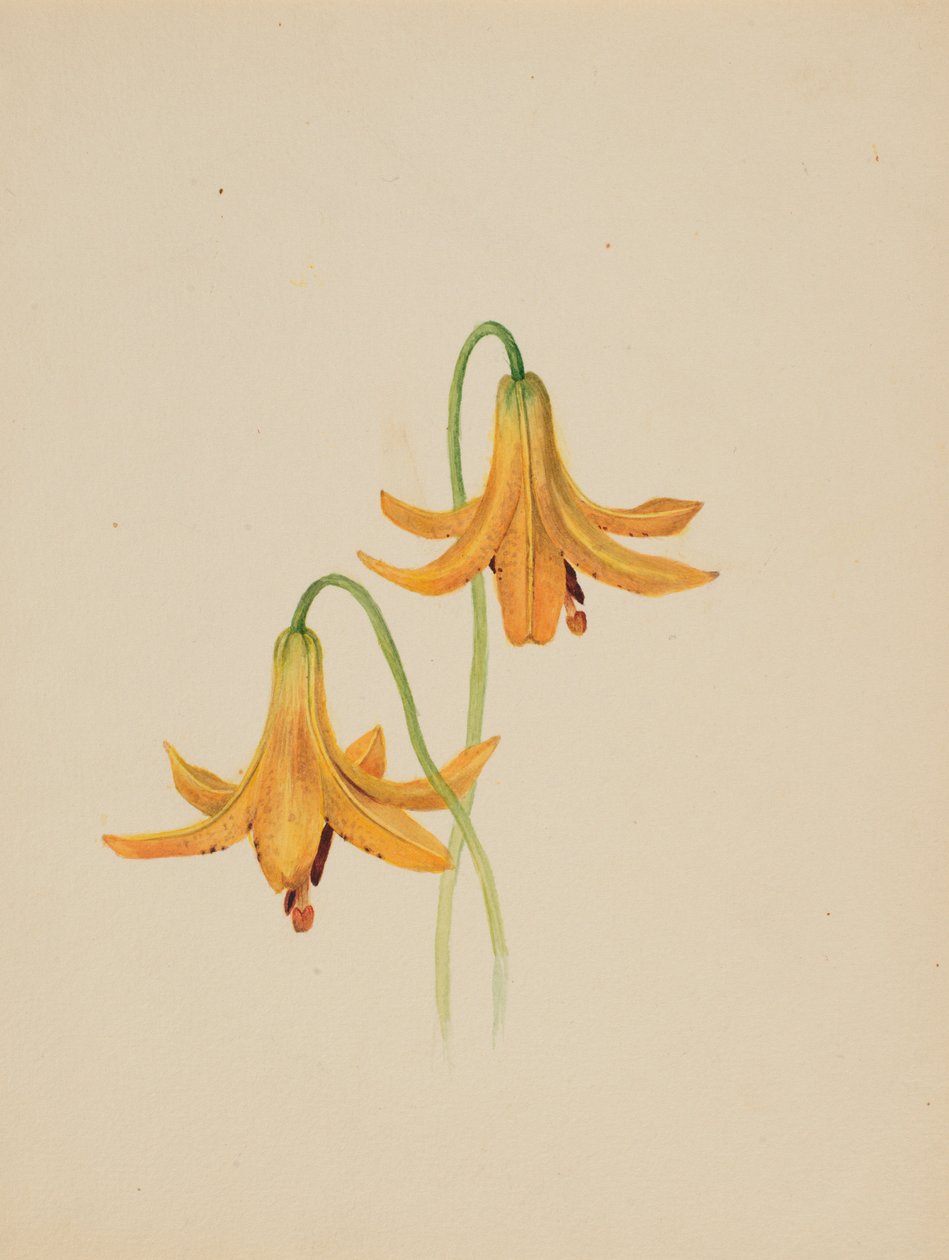 (Senza titolo - Studio di un fiore) da Mary Vaux Walcott