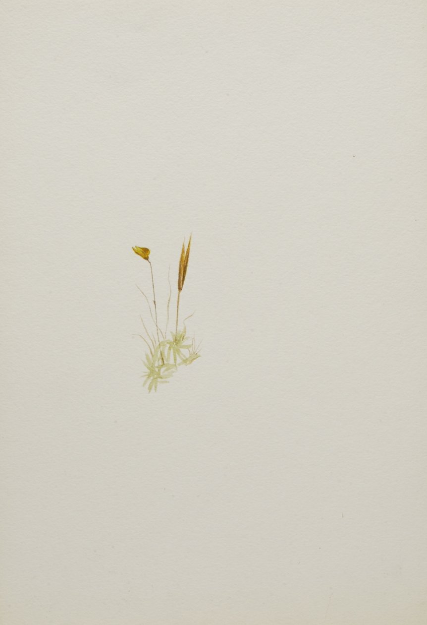 (Senza titolo - Studio di un fiore) da Mary Vaux Walcott