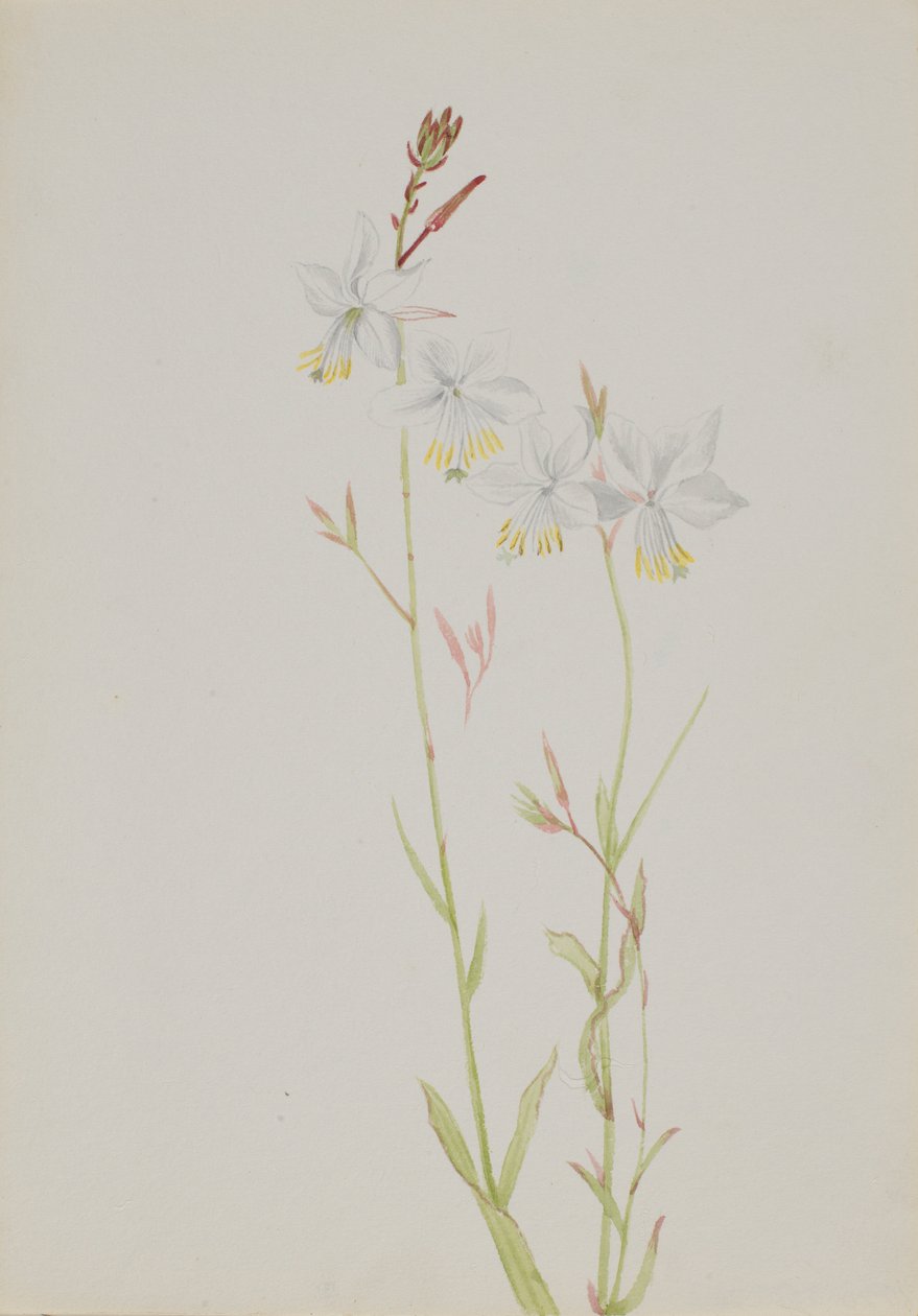 (Senza titolo - Studio di un fiore) da Mary Vaux Walcott