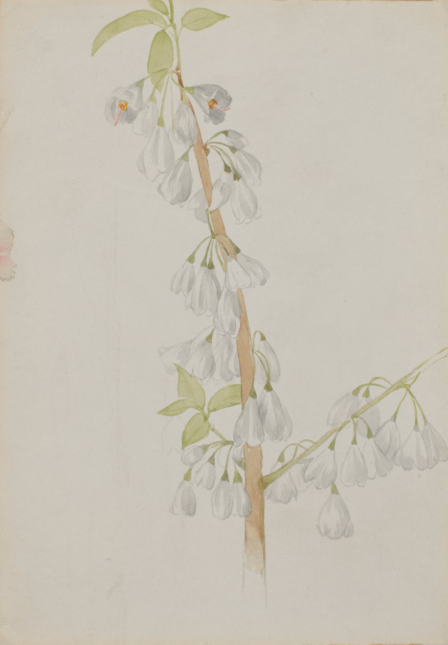 (Senza titolo - Studio di un fiore) da Mary Vaux Walcott