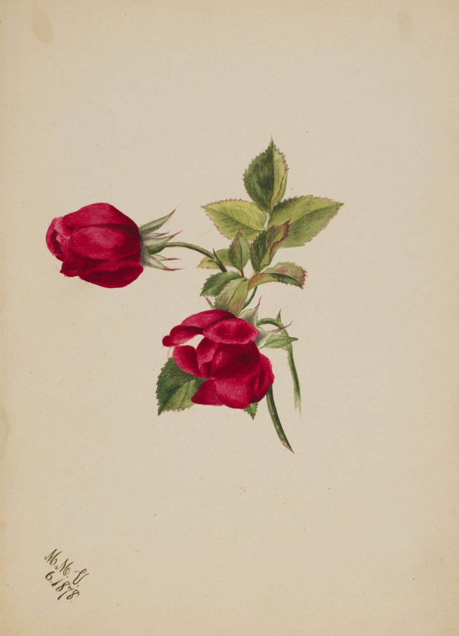 (Senza titolo - Rosa) da Mary Vaux Walcott