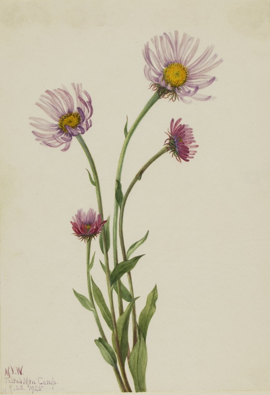 Flebo dell