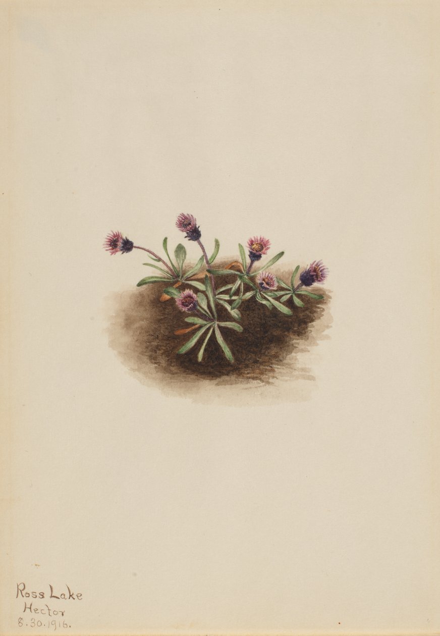 Alpine Fleabane (Erigeron unalaschcensis) da Mary Vaux Walcott