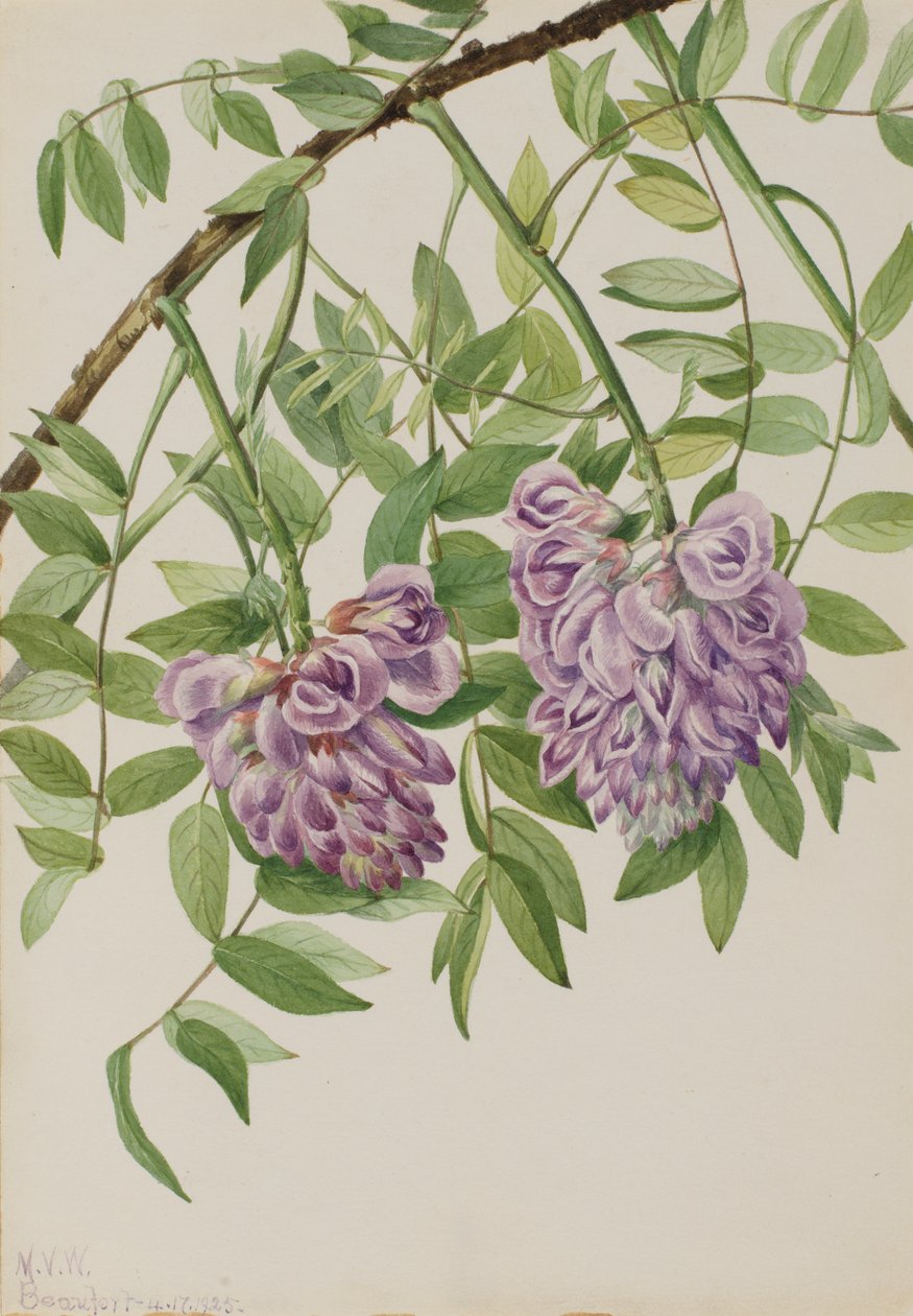 Glicine Americano Kraunhia frutescens, 1925 da Mary Vaux Walcott