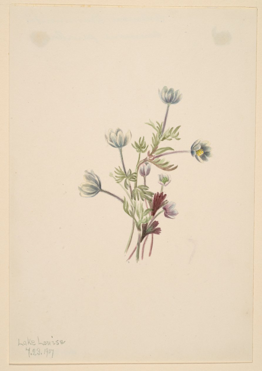 Anemone (Anemone drummondii) da Mary Vaux Walcott