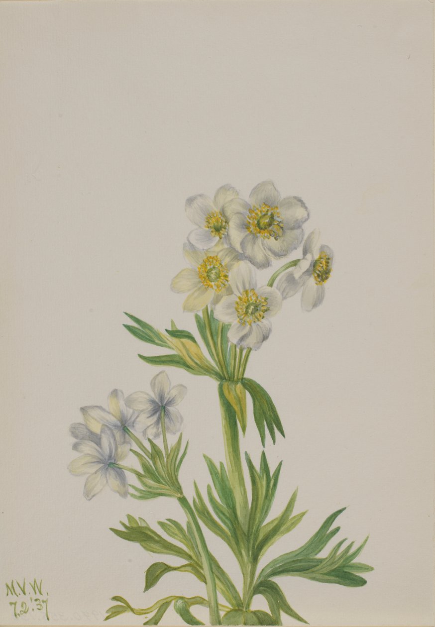 Anemone Anemone zephyra da Mary Vaux Walcott