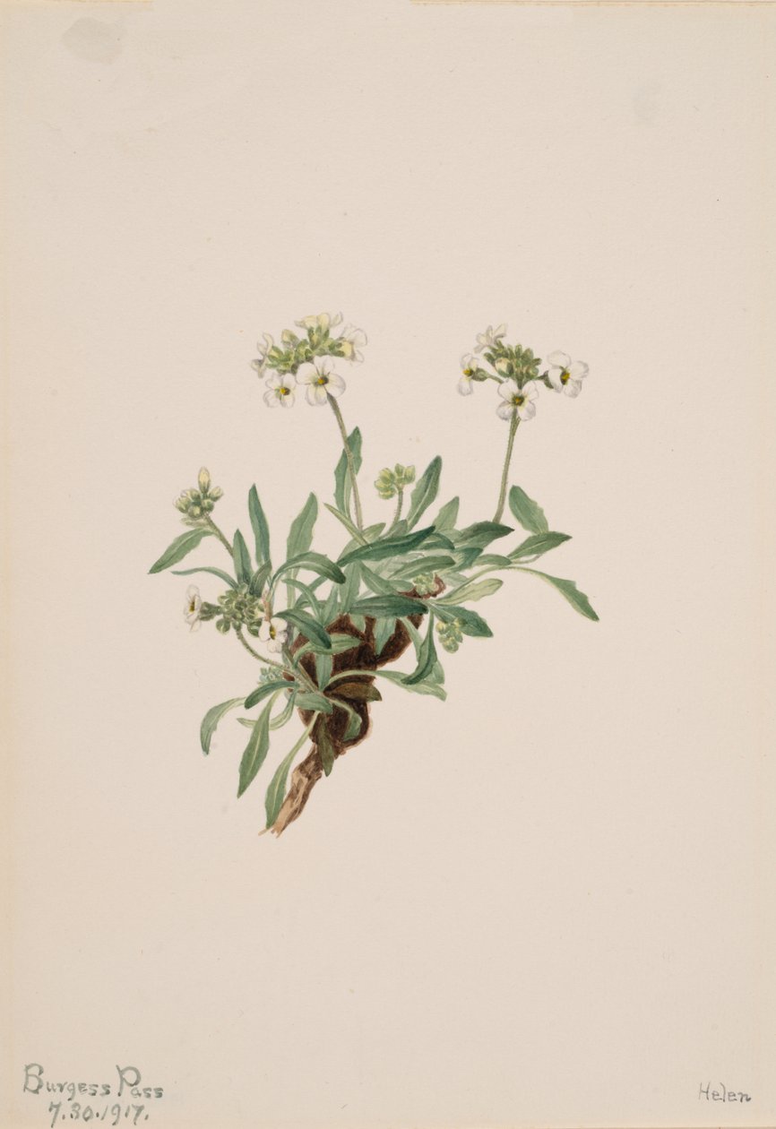 Arabis drummondii da Mary Vaux Walcott