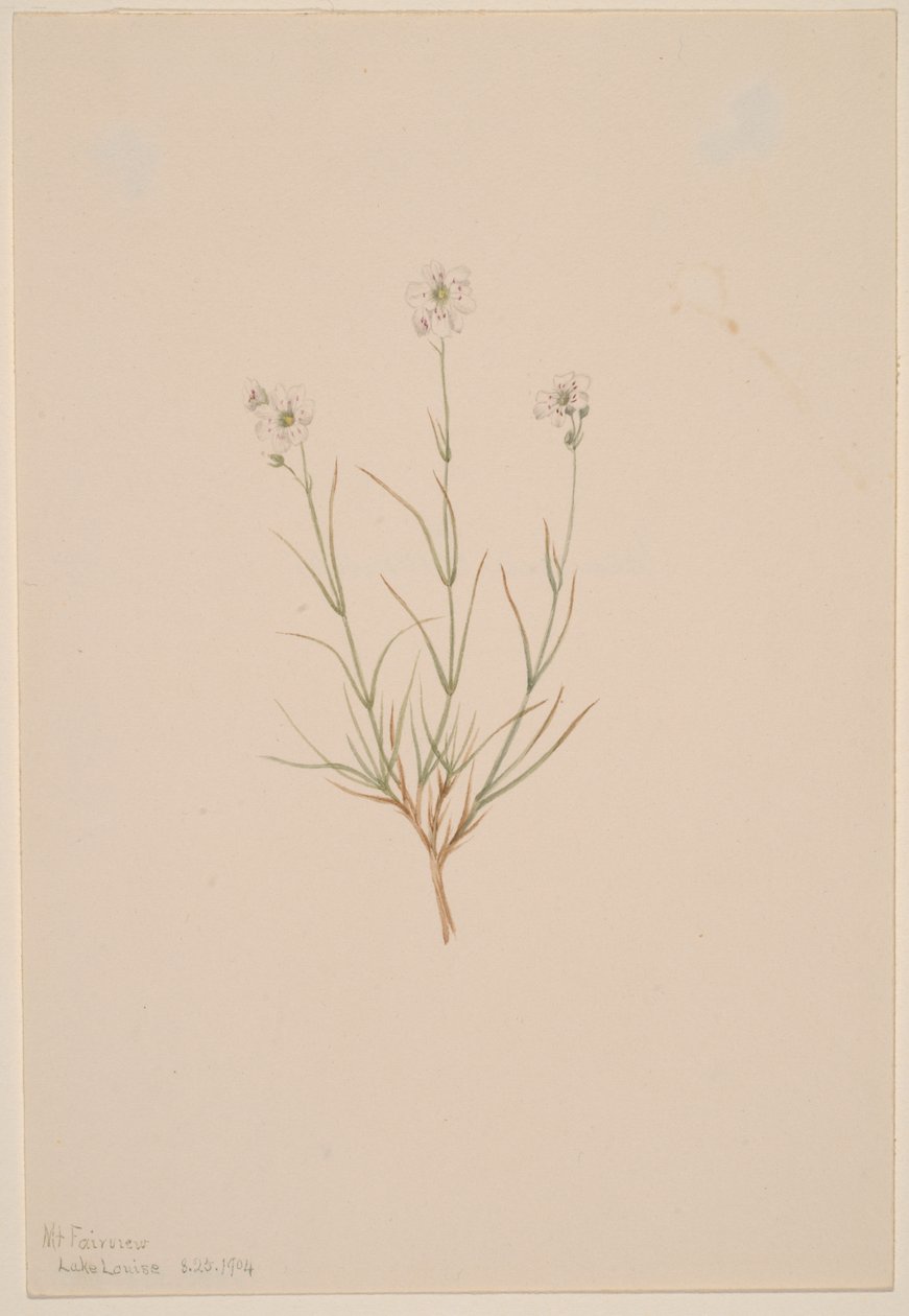 Arenaria formosa, 1904 da Mary Vaux Walcott