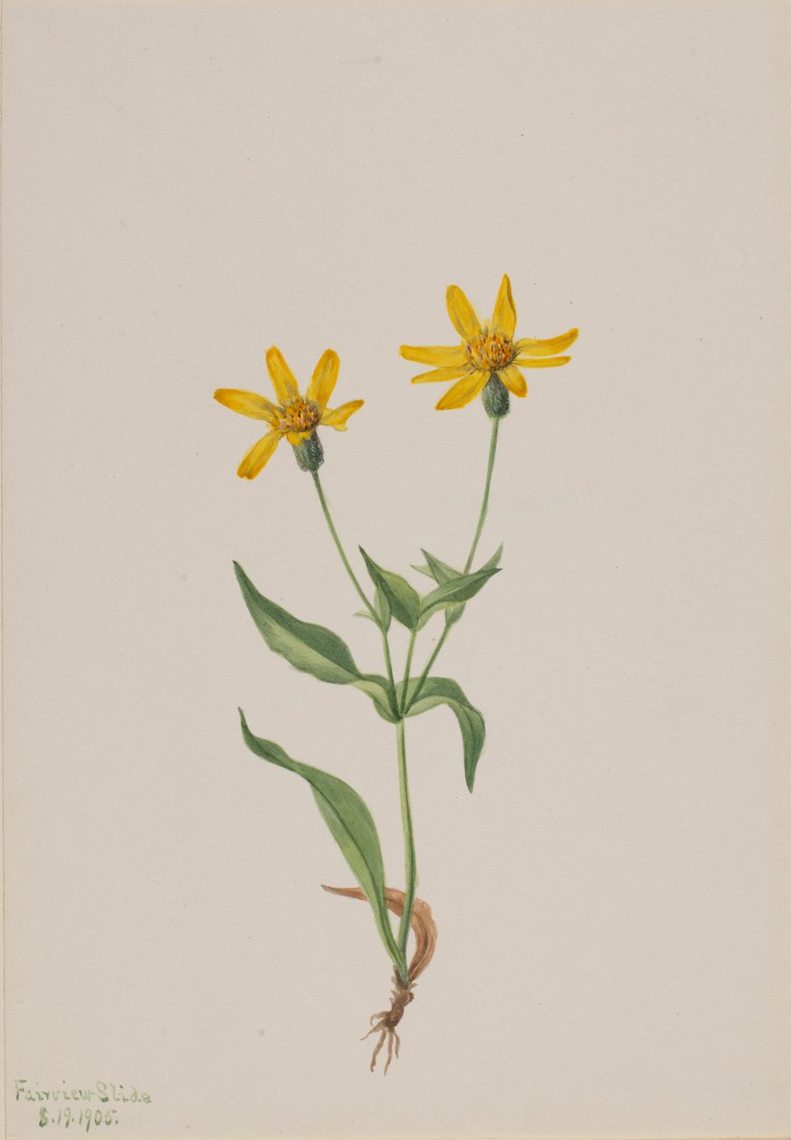 Arnica alpina da Mary Vaux Walcott