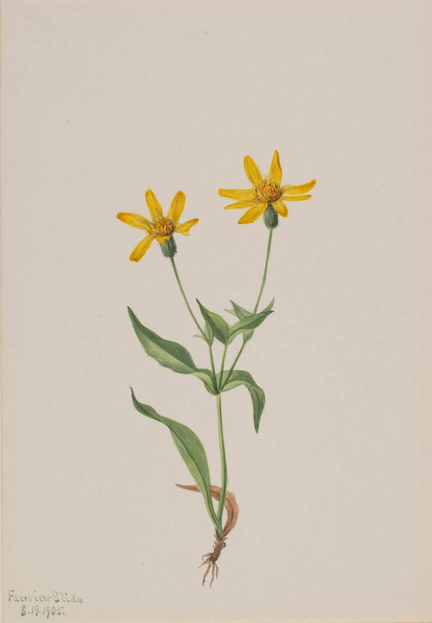 Arnica alpina, 1905 da Mary Vaux Walcott