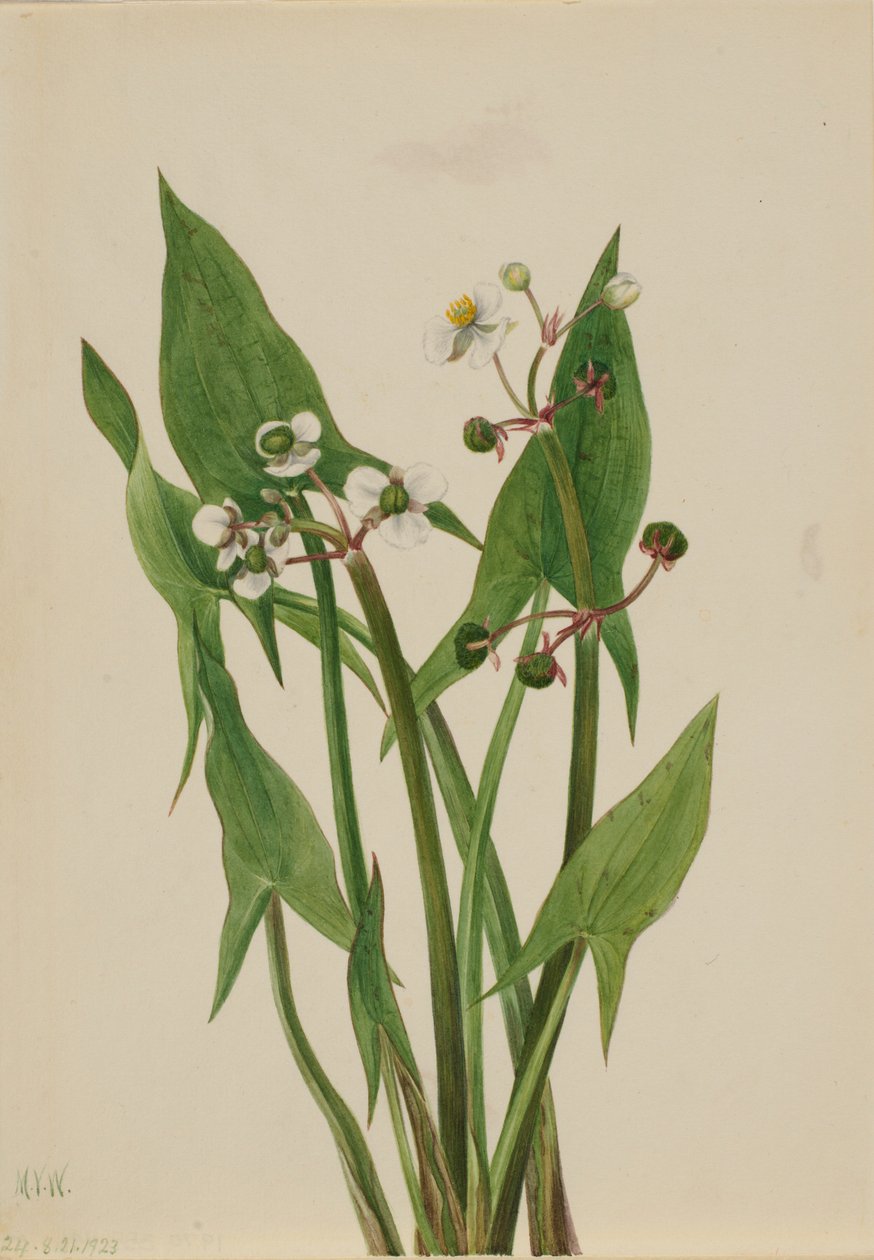 Arum Arrowhead (Sagittaria cuneata) da Mary Vaux Walcott