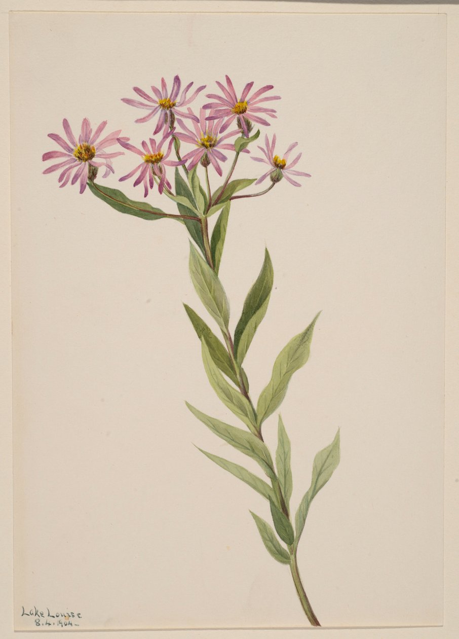 Aster Engelmann da Mary Vaux Walcott