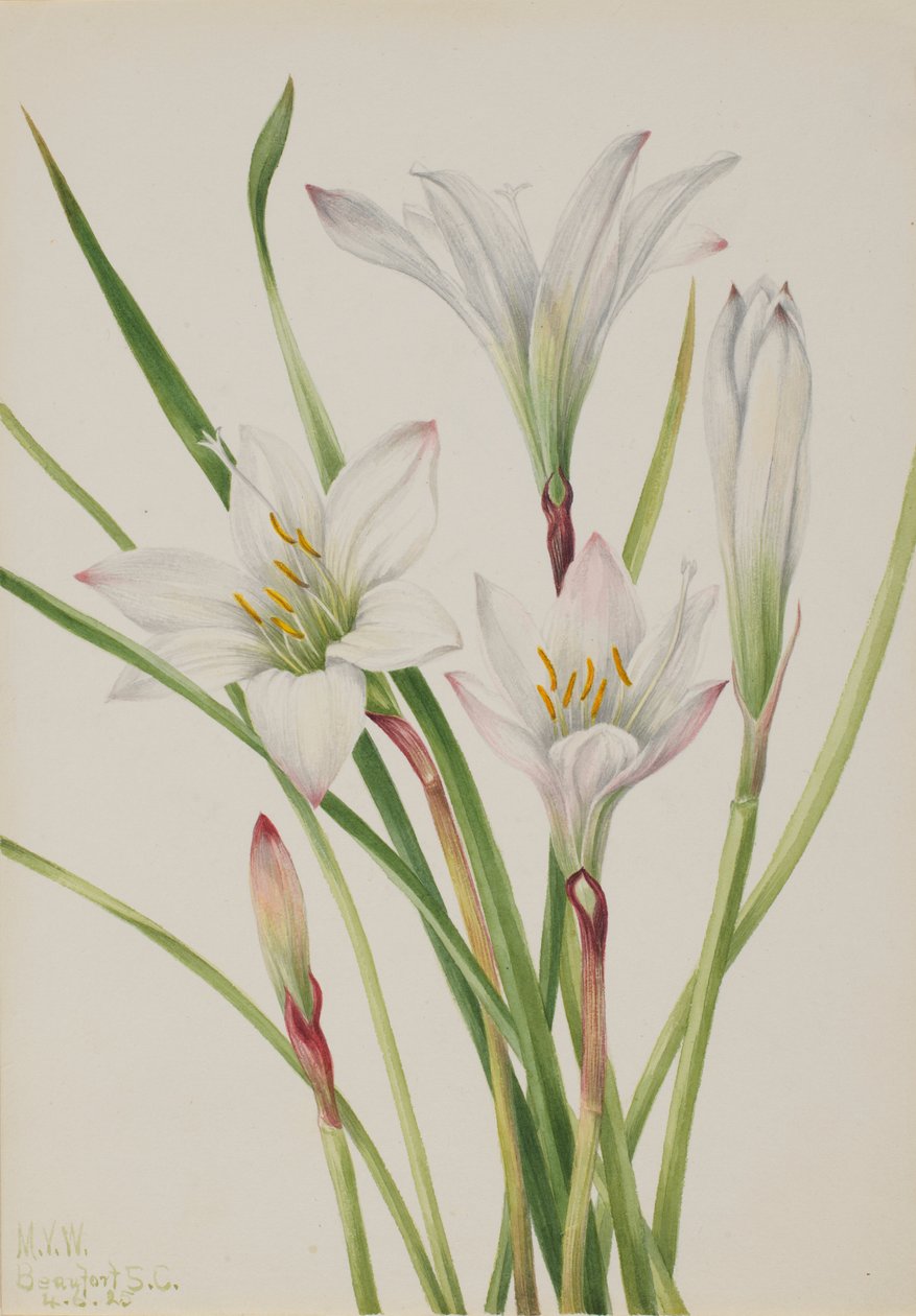 Giglio di Atamasco (Atamosco atamasco) da Mary Vaux Walcott