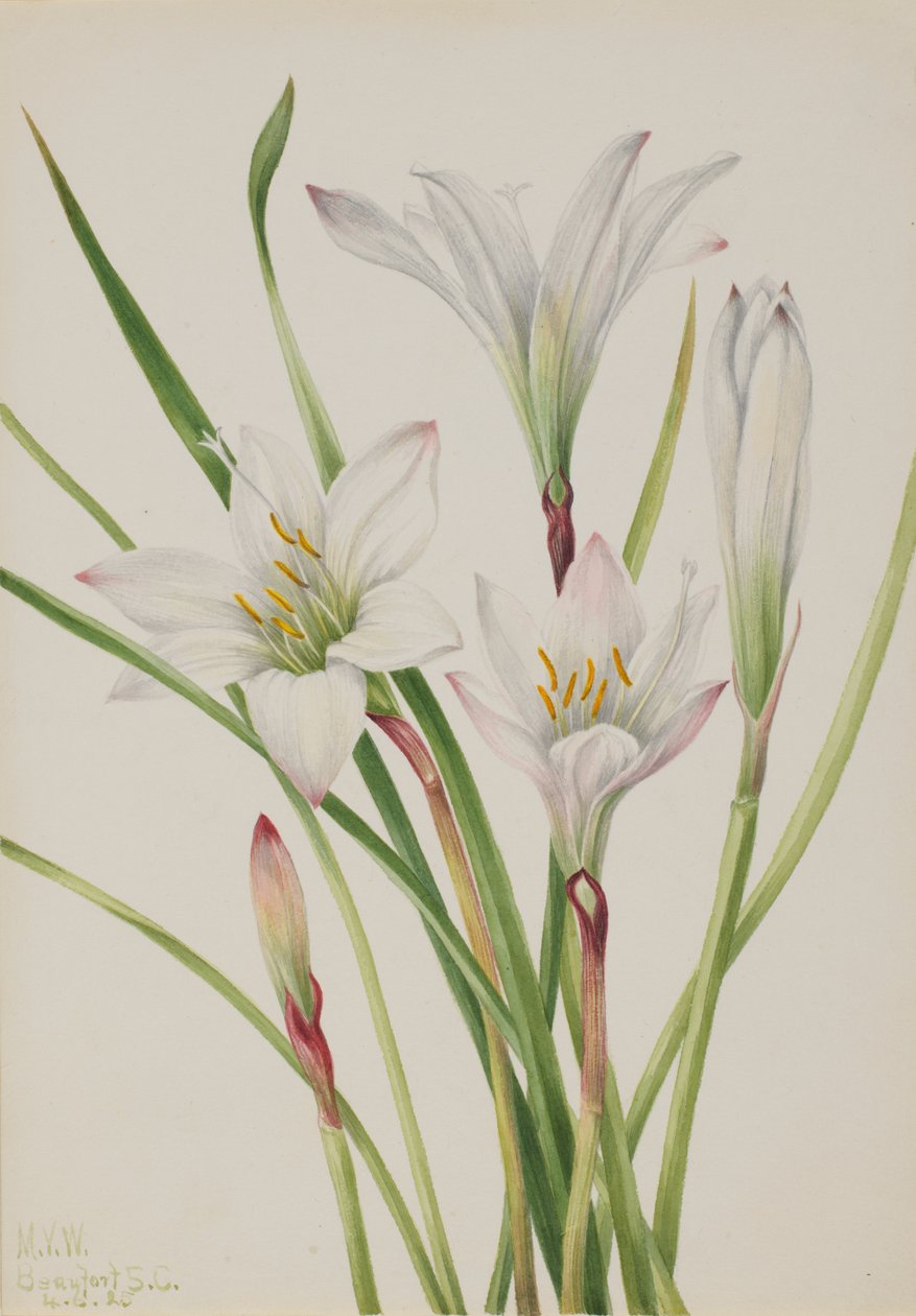 Giglio Atamasco, 1925 da Mary Vaux Walcott