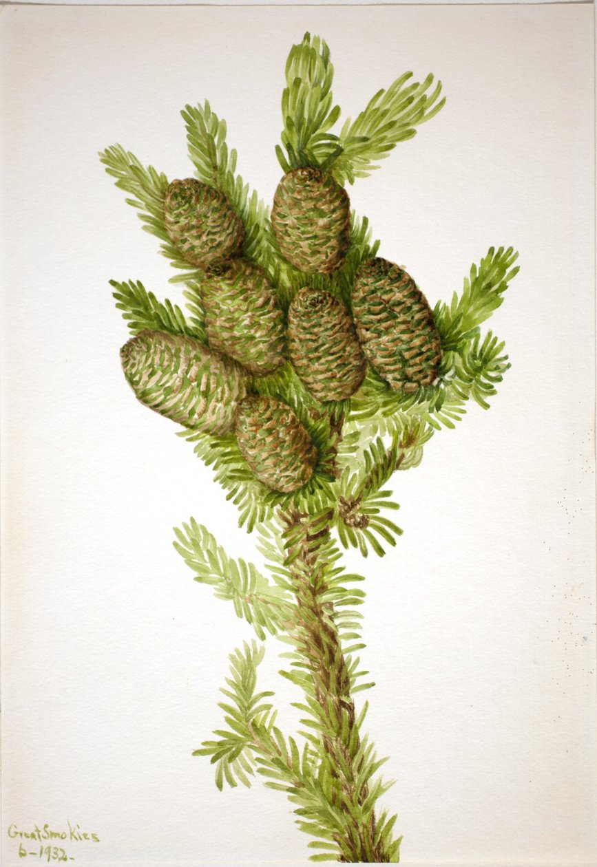 Abete balsamico (Albies fraseri) da Mary Vaux Walcott