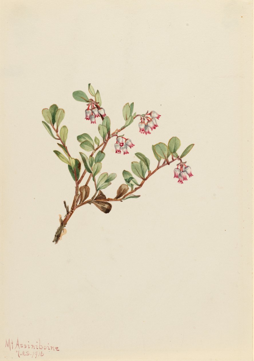 Uva ursina (Arctostaphylos uva-ursi) da Mary Vaux Walcott