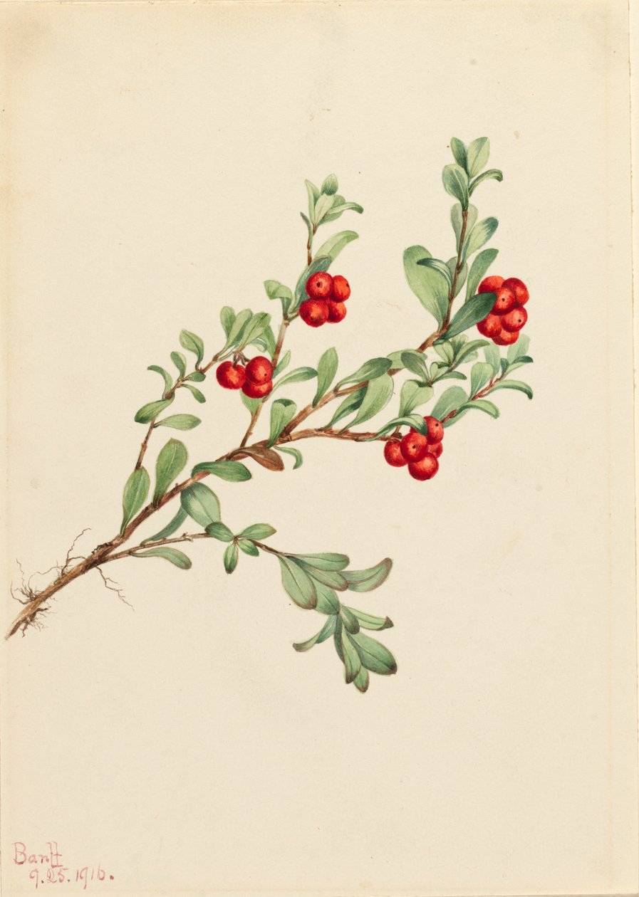 Uva ursina Arctostaphylos uva-ursi da Mary Vaux Walcott