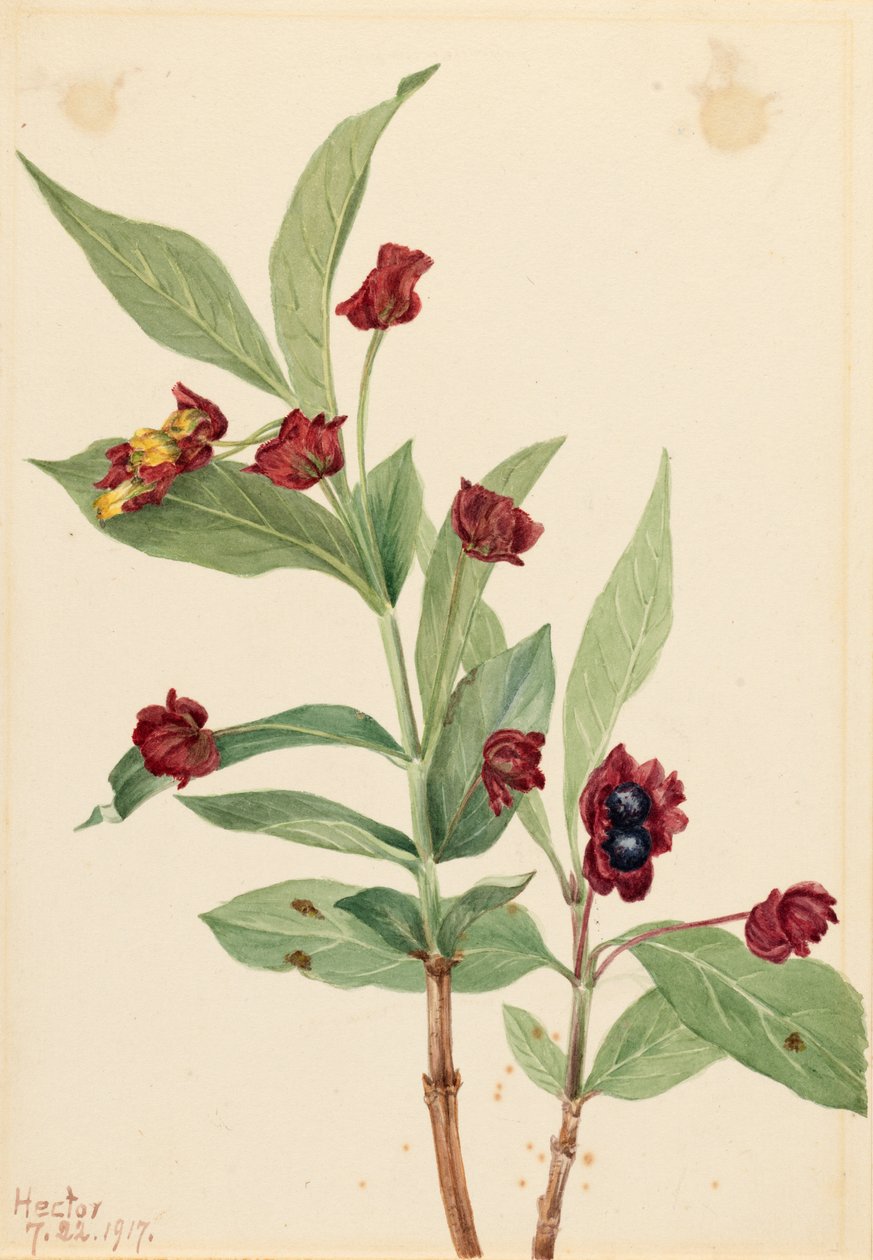 Caprifoglio a bacche (Lonicera involucrata) da Mary Vaux Walcott