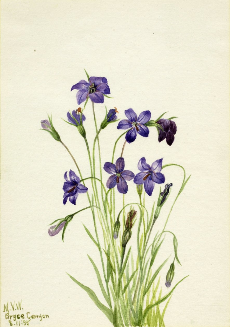 Campanula da Mary Vaux Walcott