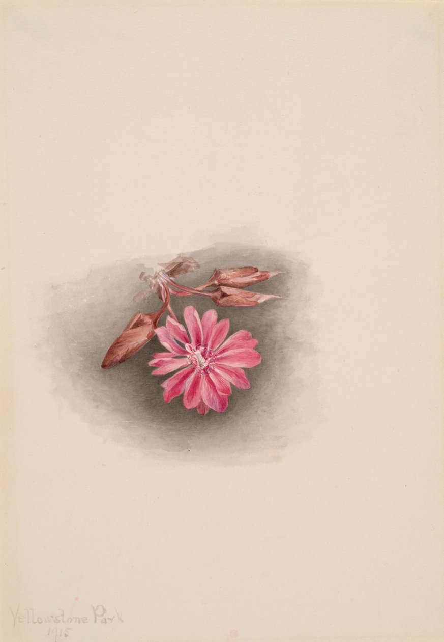 Bitterroot Lewisia redivivia, 1915 da Mary Vaux Walcott