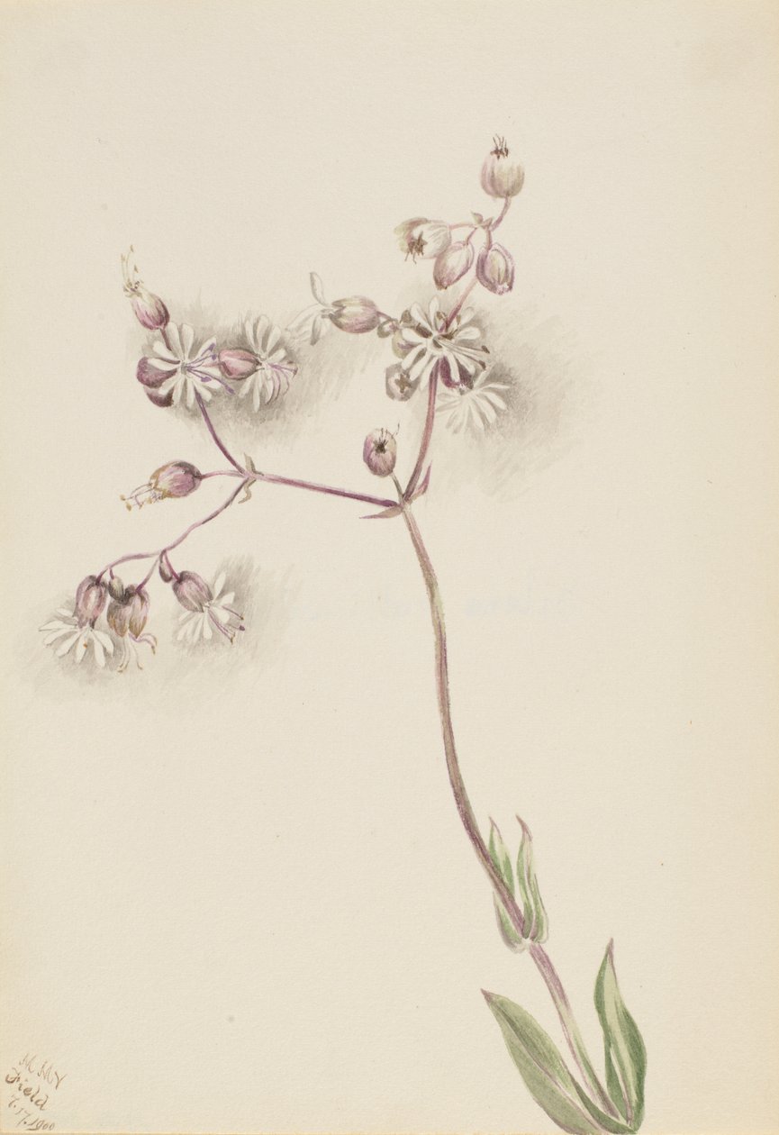 Campione della vescica (Silene latifolia) da Mary Vaux Walcott