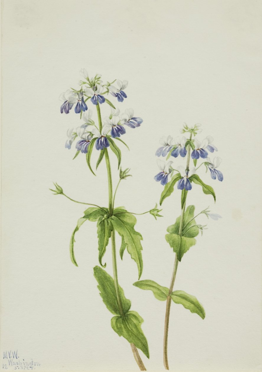 Maria dagli occhi azzurri (Collinsia verna) da Mary Vaux Walcott