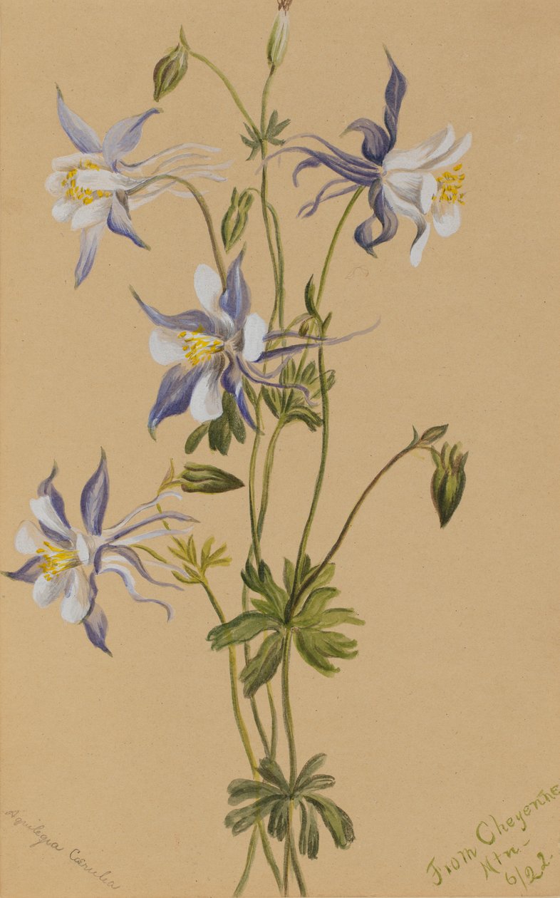 Aquilegia blu (Aquilegia caerulea) da Mary Vaux Walcott