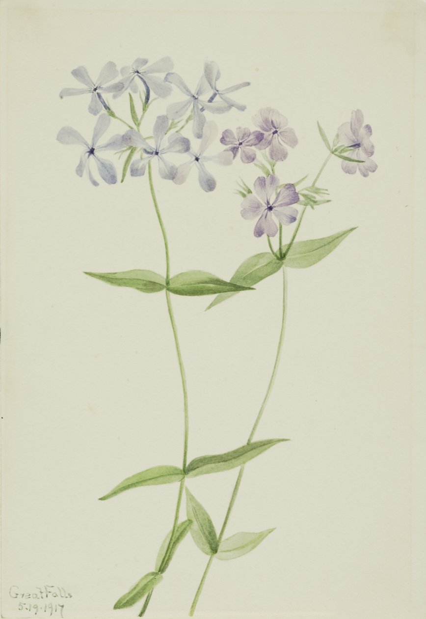 Phlox blu (Phlox divaricata) da Mary Vaux Walcott