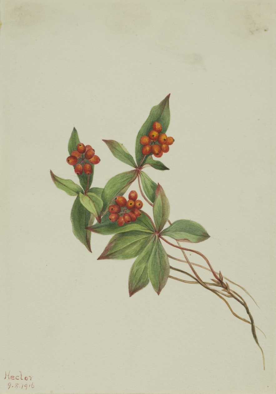 Gramigna (Cornus canadensis) da Mary Vaux Walcott