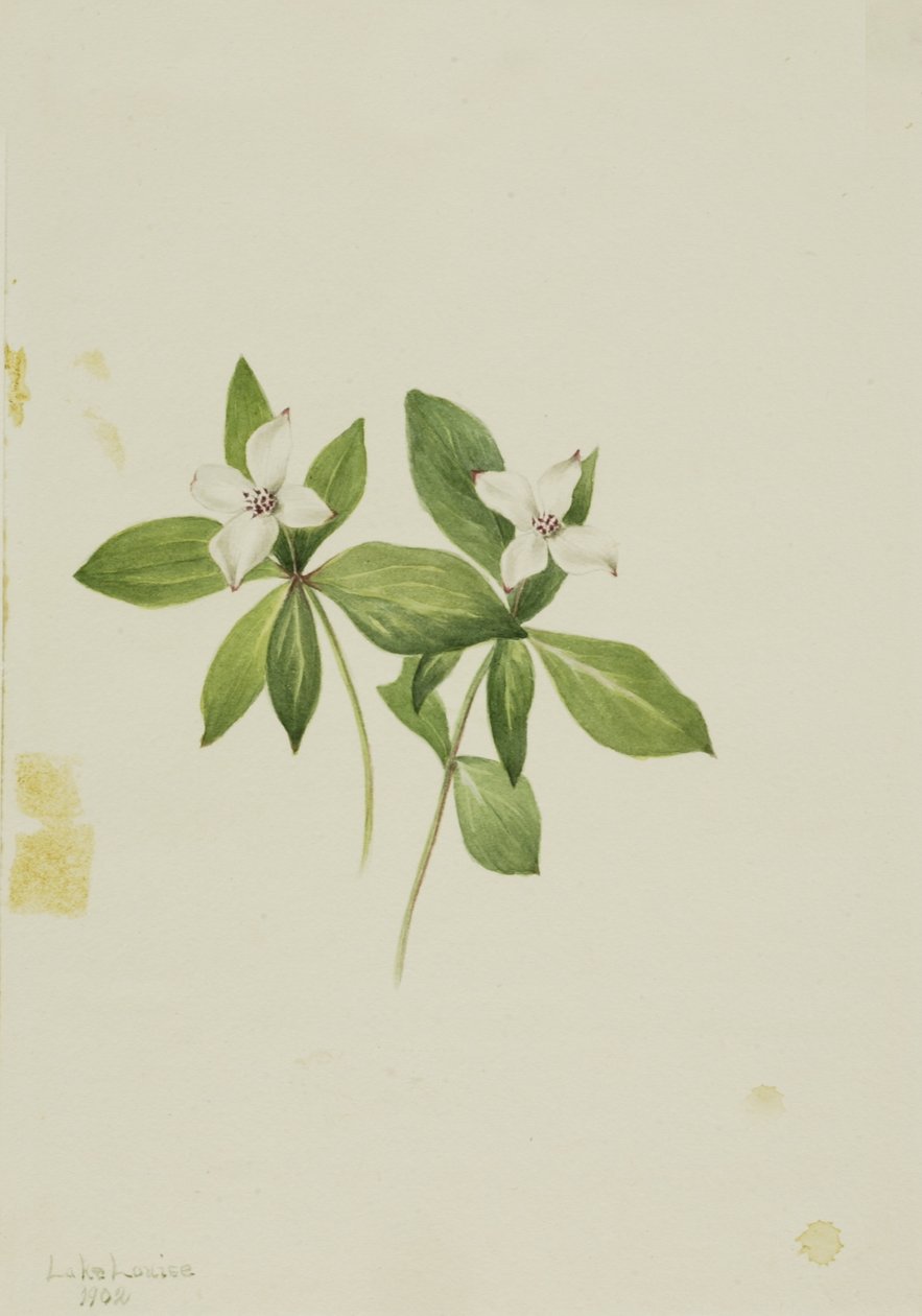 Gramigna (Cornus canadensis) da Mary Vaux Walcott