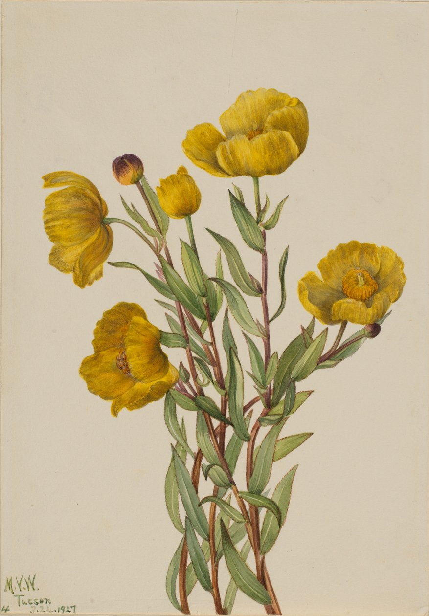 Cespuglio (Dendromecon rigidum) da Mary Vaux Walcott