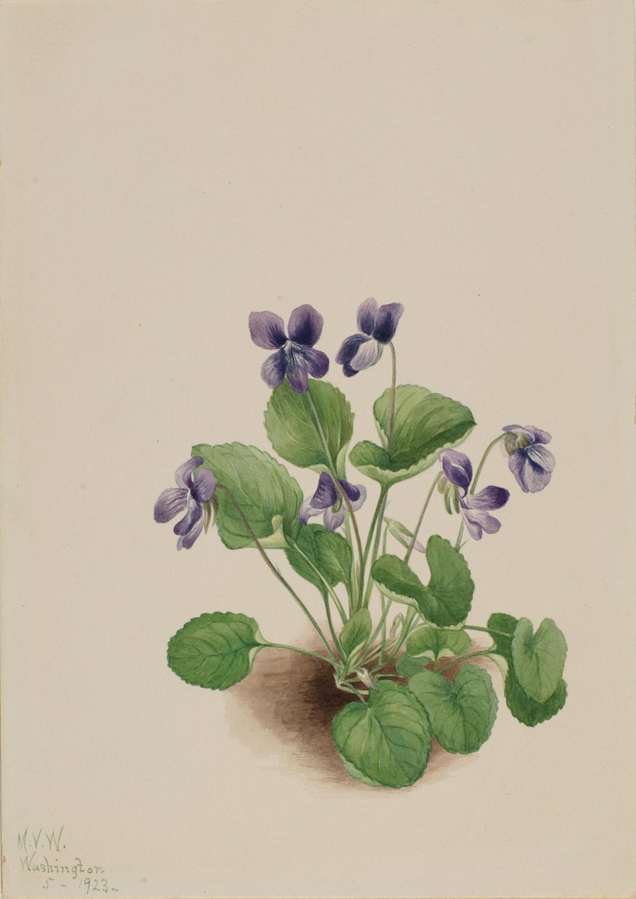 Viola farfalla (Viola papilionacea) da Mary Vaux Walcott