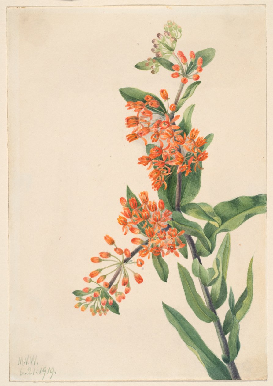 Erba farfalla (Ascelpias tuberosa) da Mary Vaux Walcott